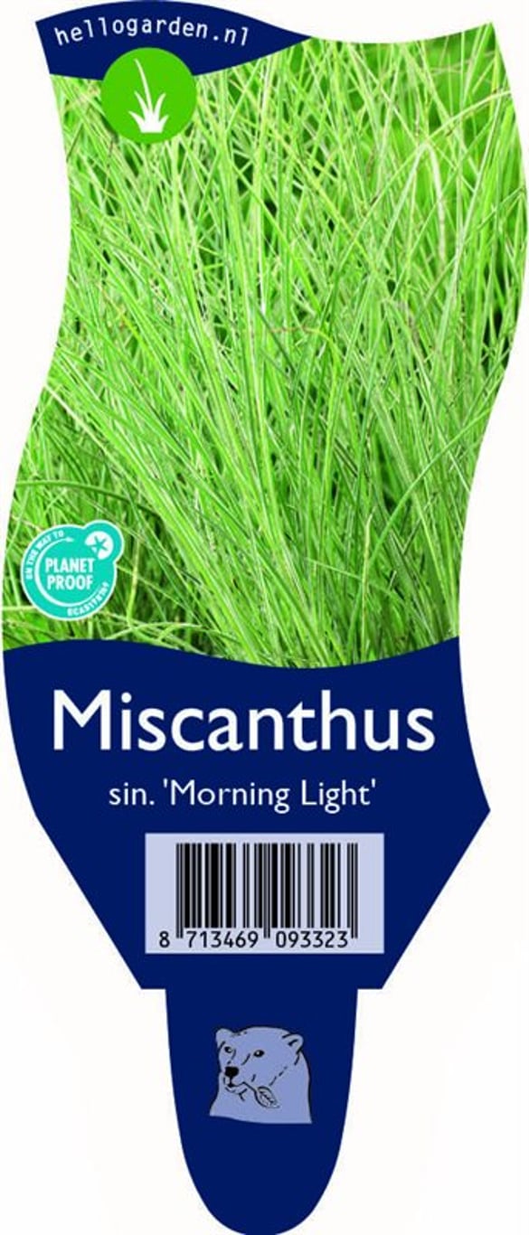Miscanthus sin. 'Morning Light' - P11